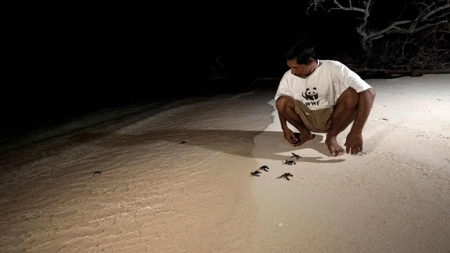 Giovani tartarughe marine verdi sono accompagnate dai dipendenti del WWF in acqua