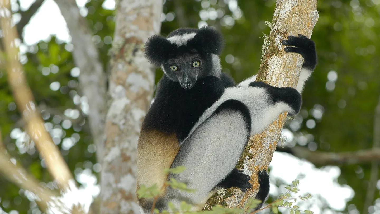 Indri Lemur sur un arbre