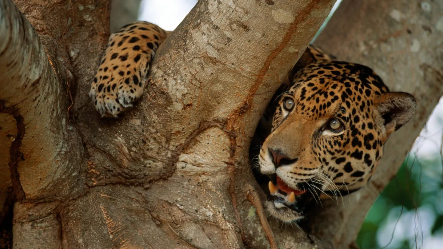 Jaguar mimetizzata su un albero in Pantanalgebiet, Brasile.