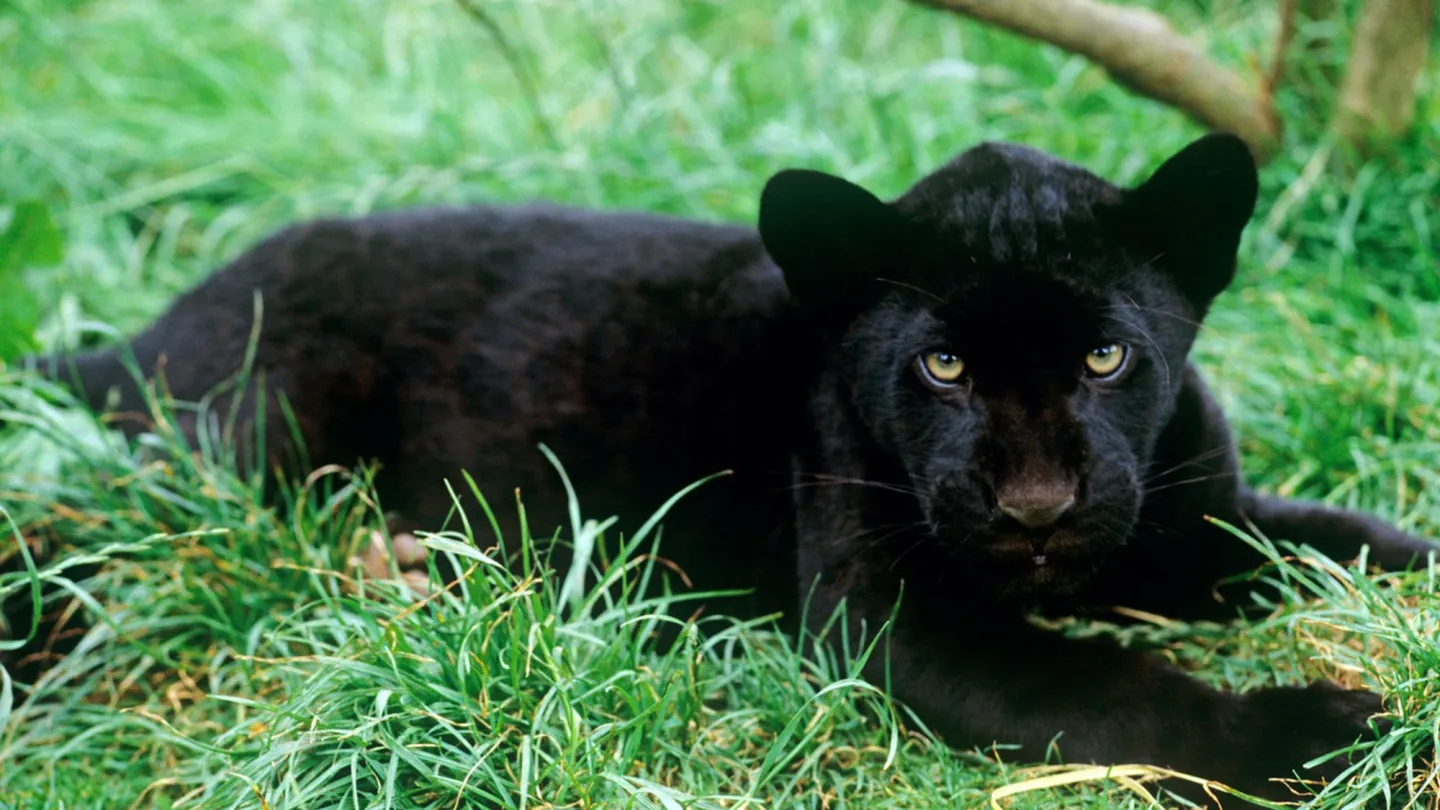 Jaguar Black Panther