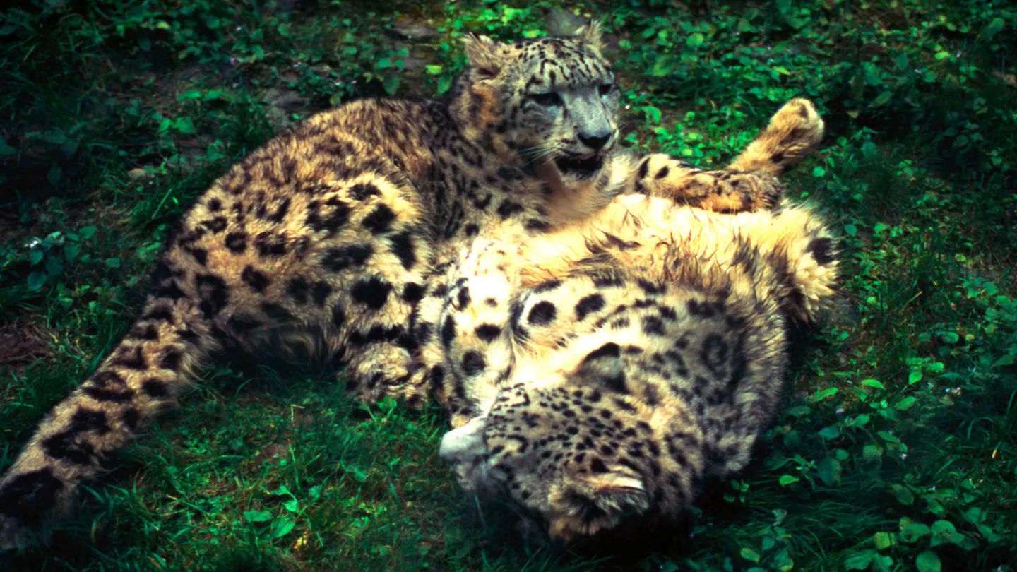 Junge Leoparden am spielen