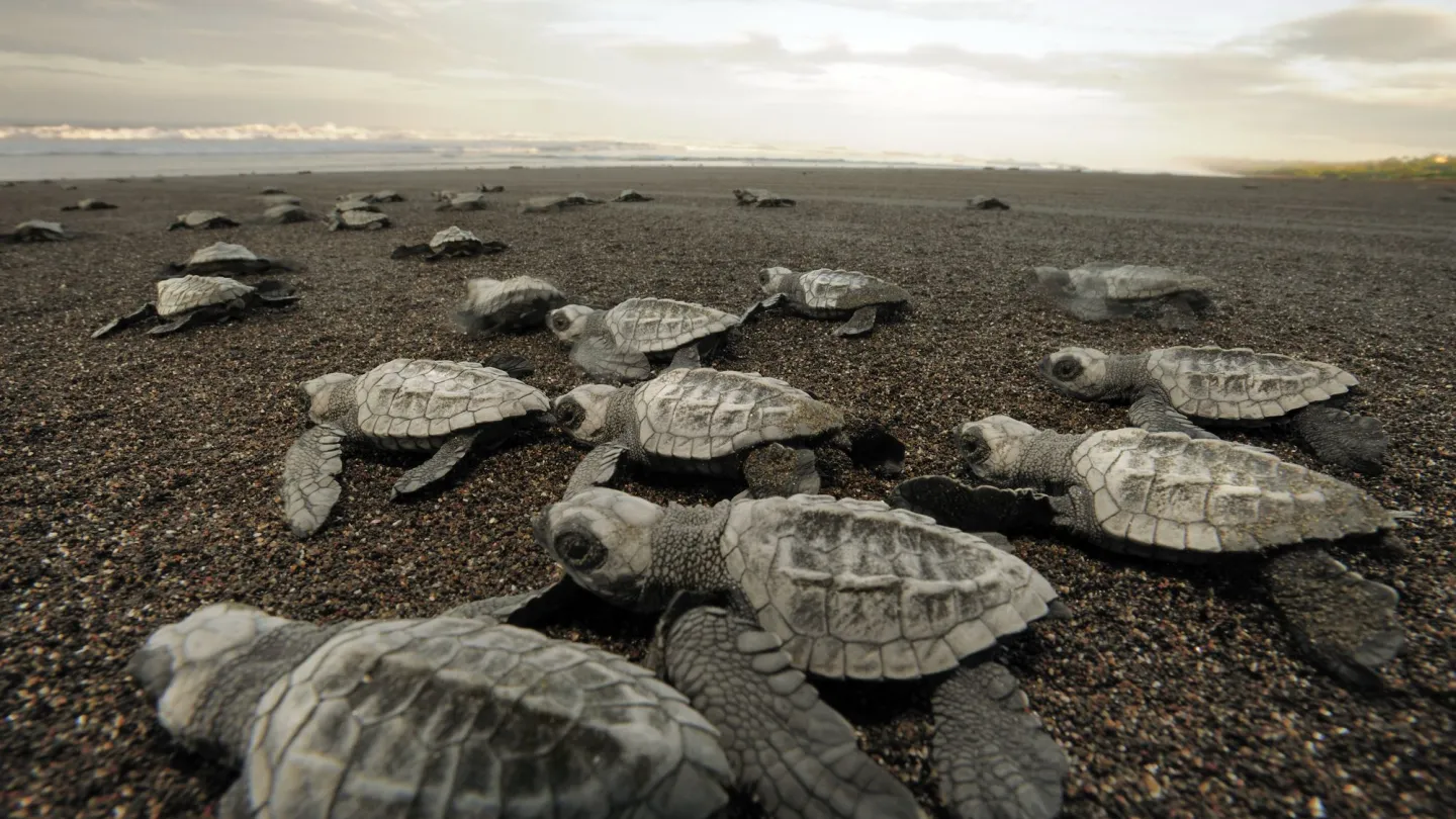 Pacific Ridley hatchlings nel loro cammino verso il mare