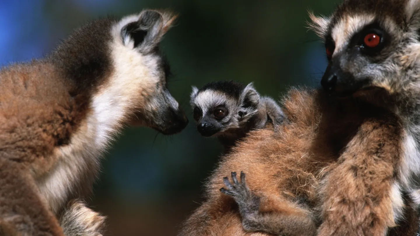 Katta lémuriens avec Cub