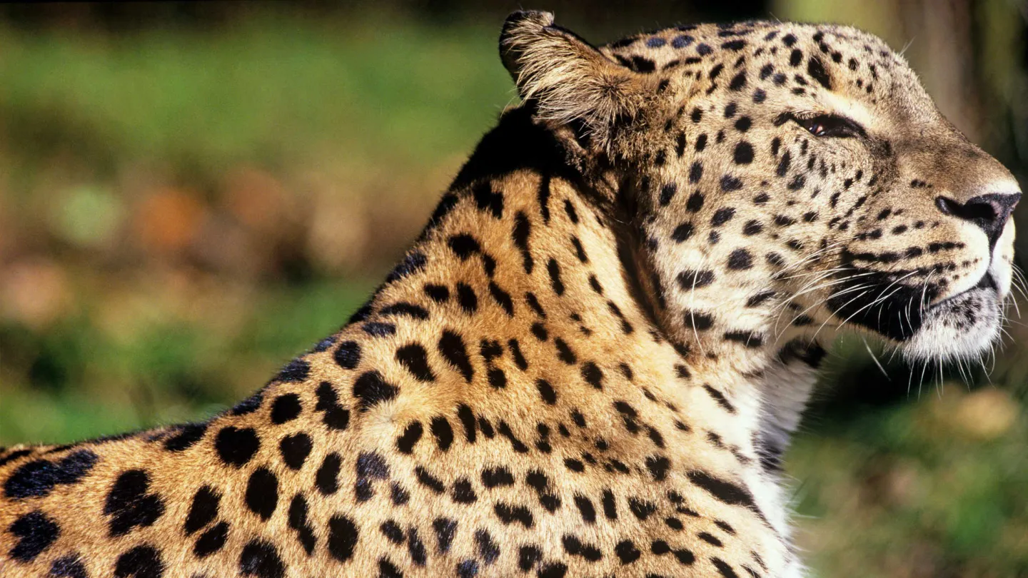 Persischer Leopard