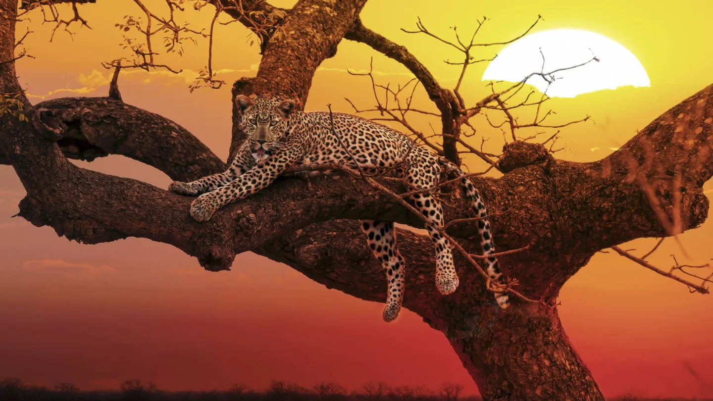 Leopard im Sonnenuntergang