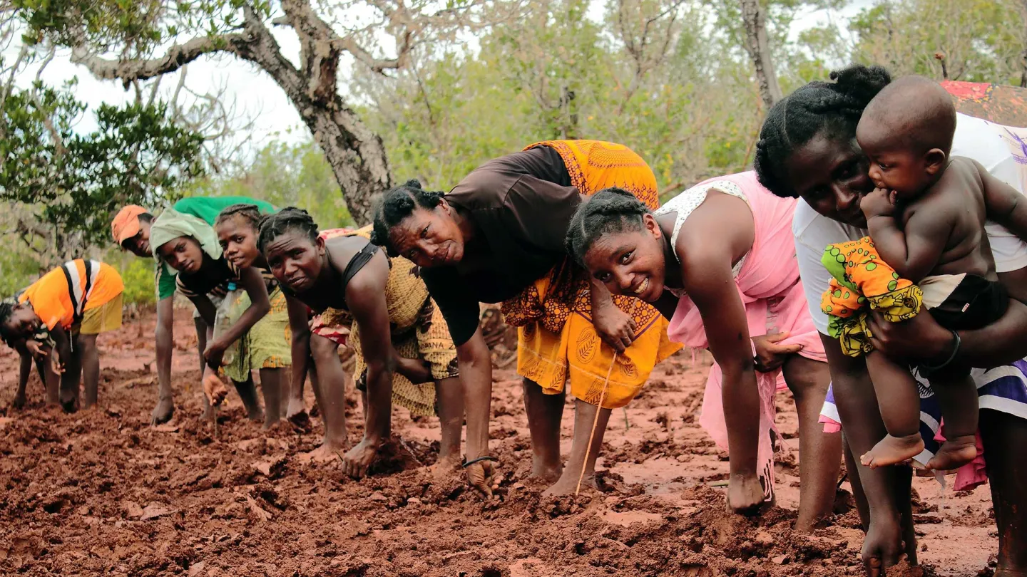 La population locale aidera dans le reboisement des mangroves à Madagascar