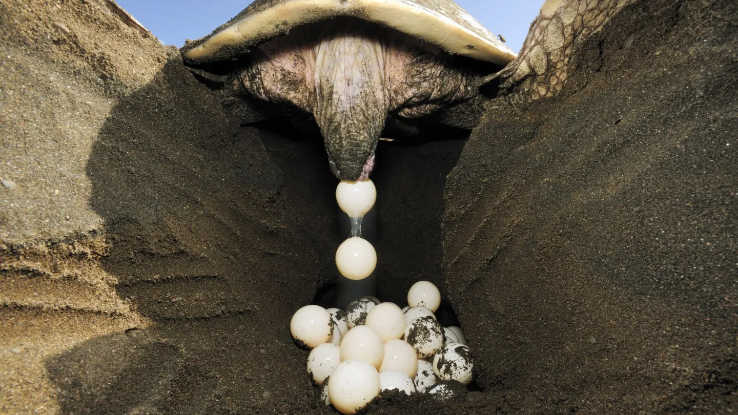 Pazifische Bastardschildkröte legt Eier in ein Nest