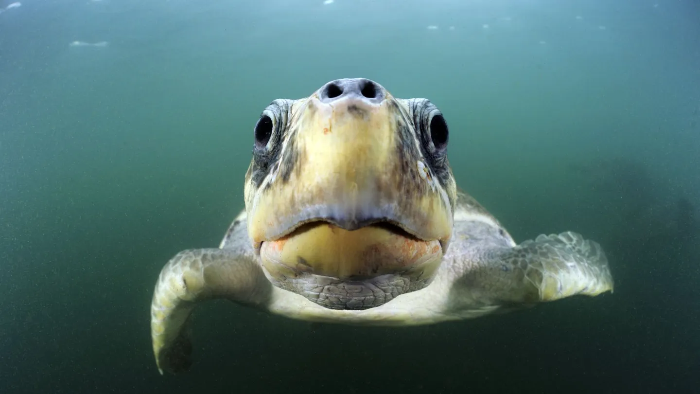 Pazifische Bastardschildkröte schwimmend