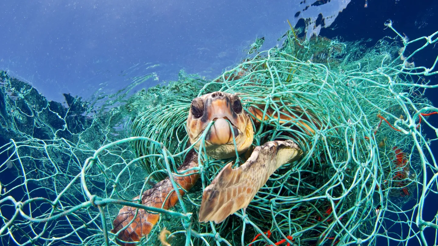 tartaruga caretta catturati in una rete da pesca