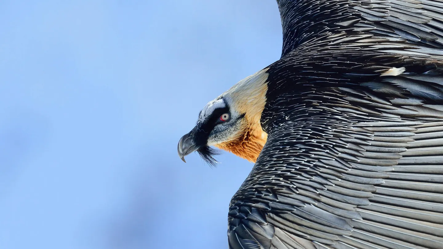 Primo piano di un gipeto in volo