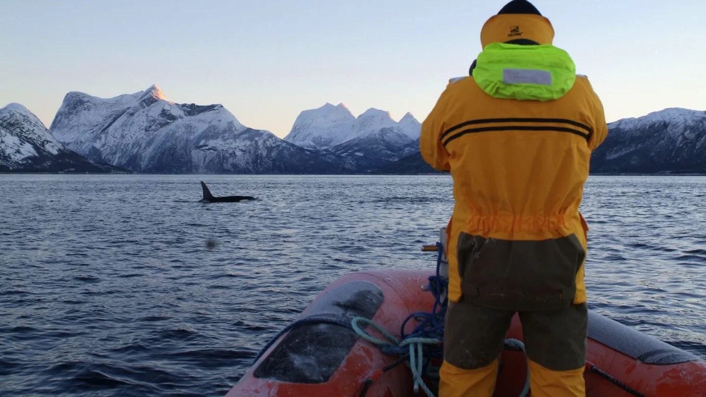 les scientifiques du WWF ont observé orque