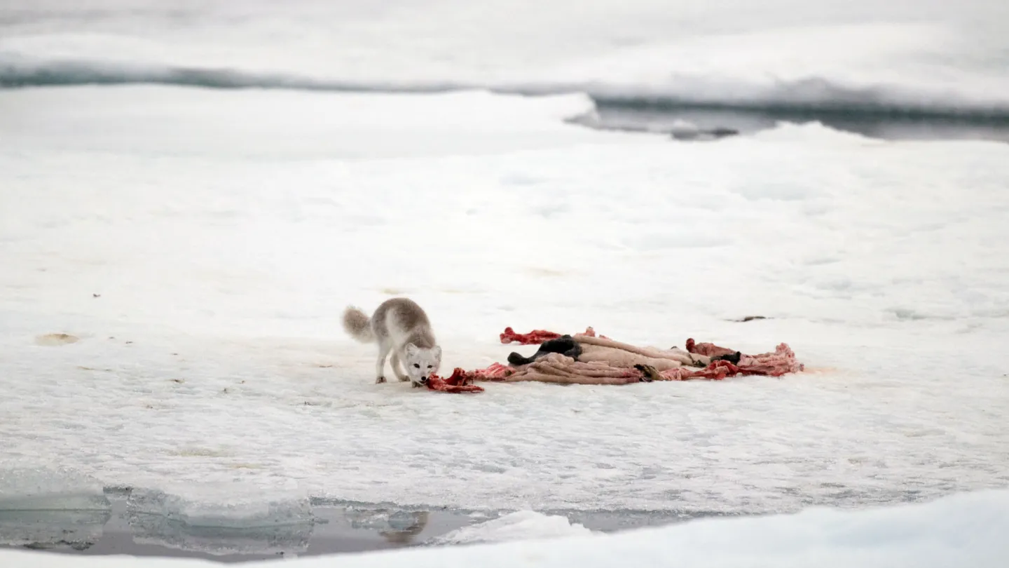 Artico volpe mangia i resti di un sigillo.