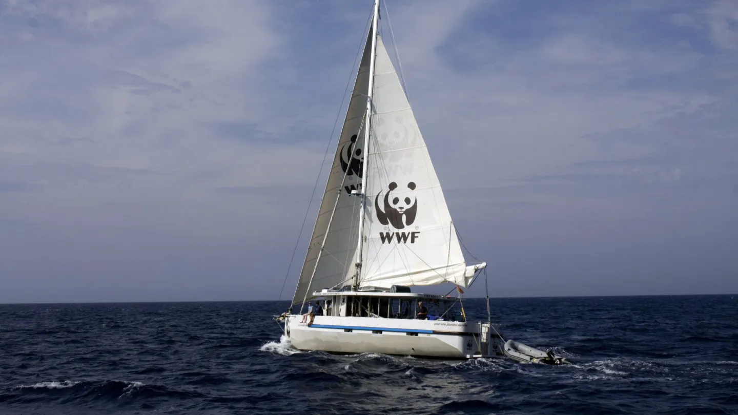 WWF Boot auf Mission für das Blauflossenthunfisch Tagging