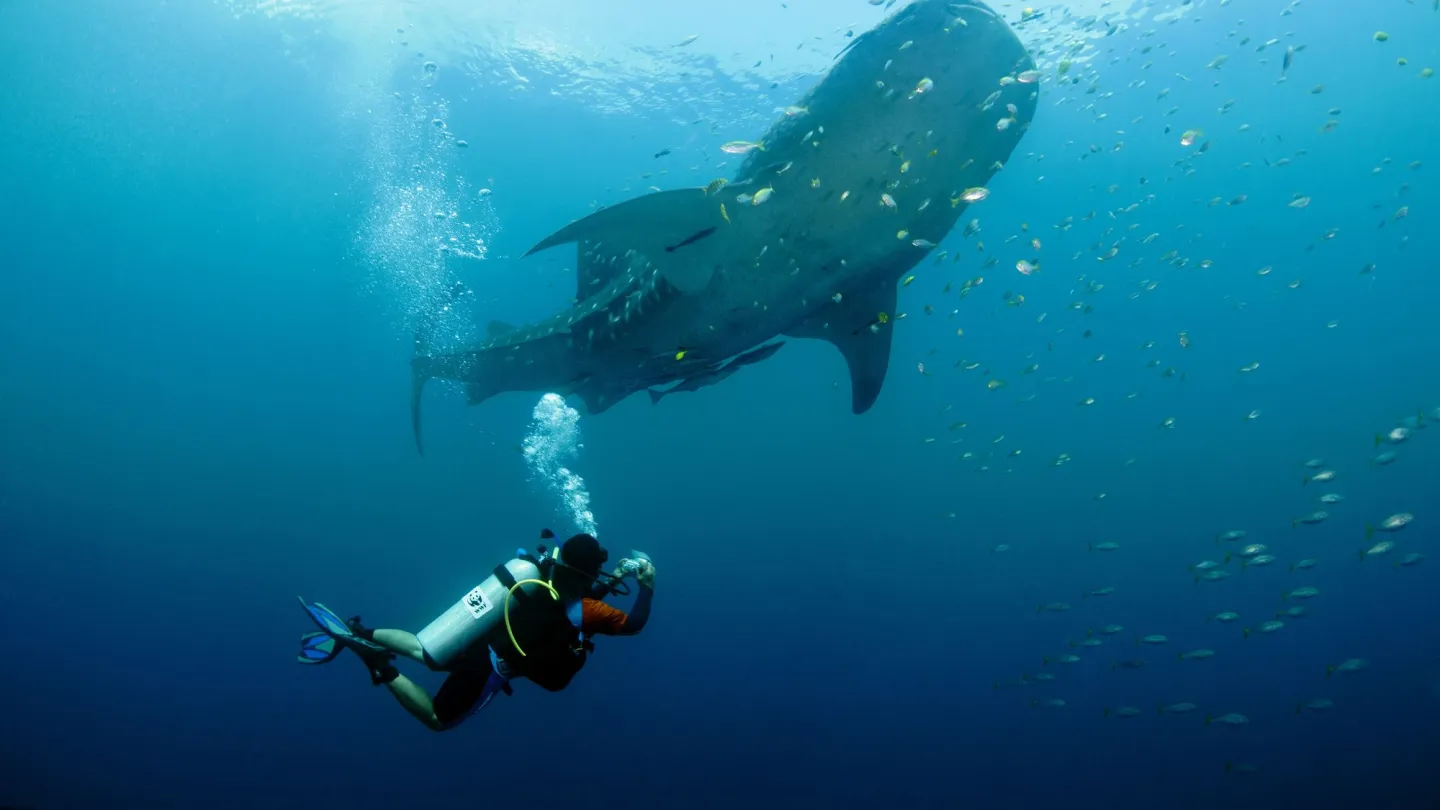 Requin baleine avec plongeur