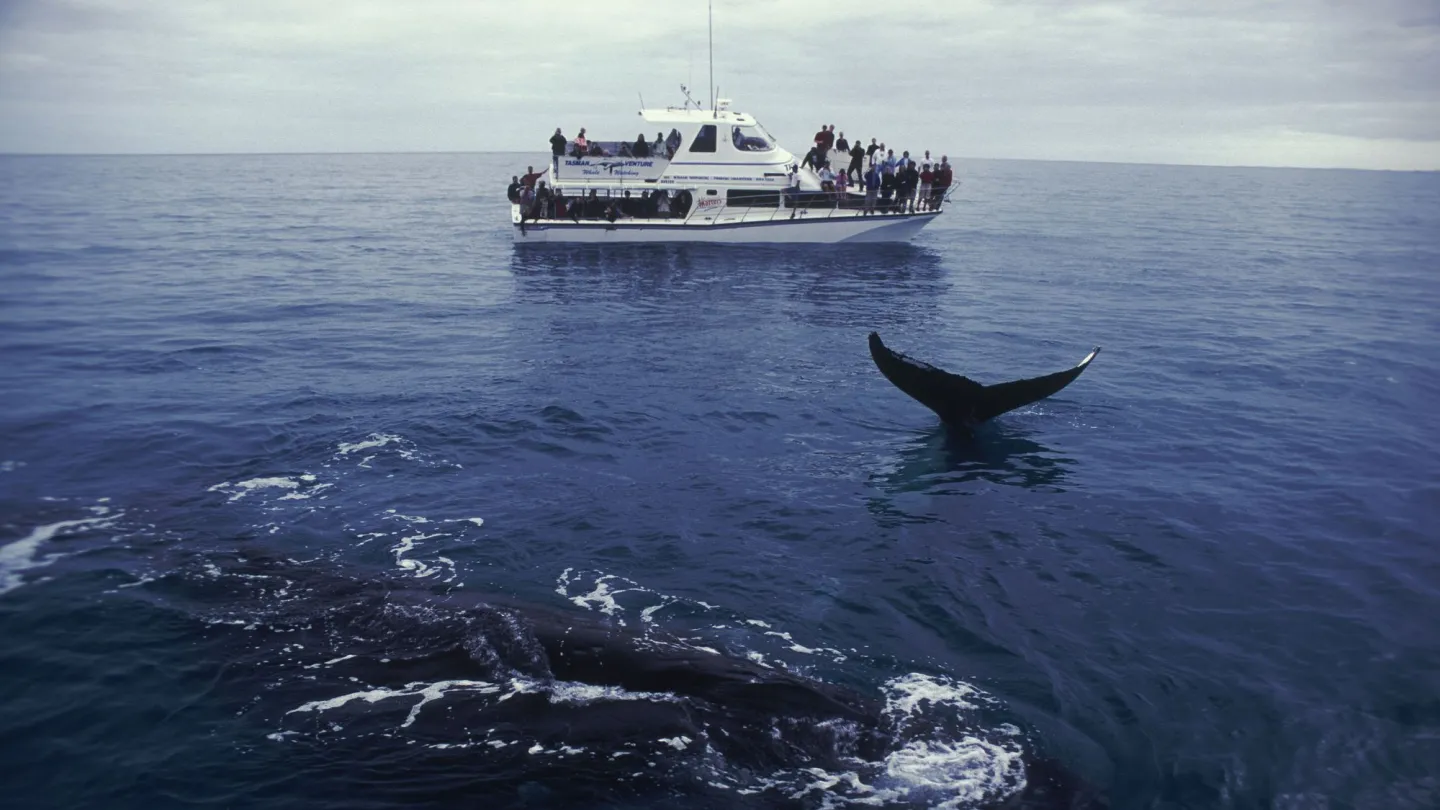 L'observation des baleines à Hervey Bay, Australie