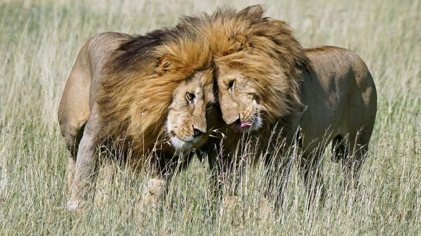 Due leoni nel Serengeti