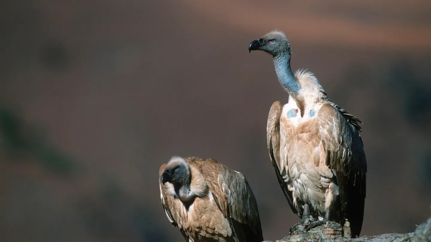 Due avvoltoi su una roccia