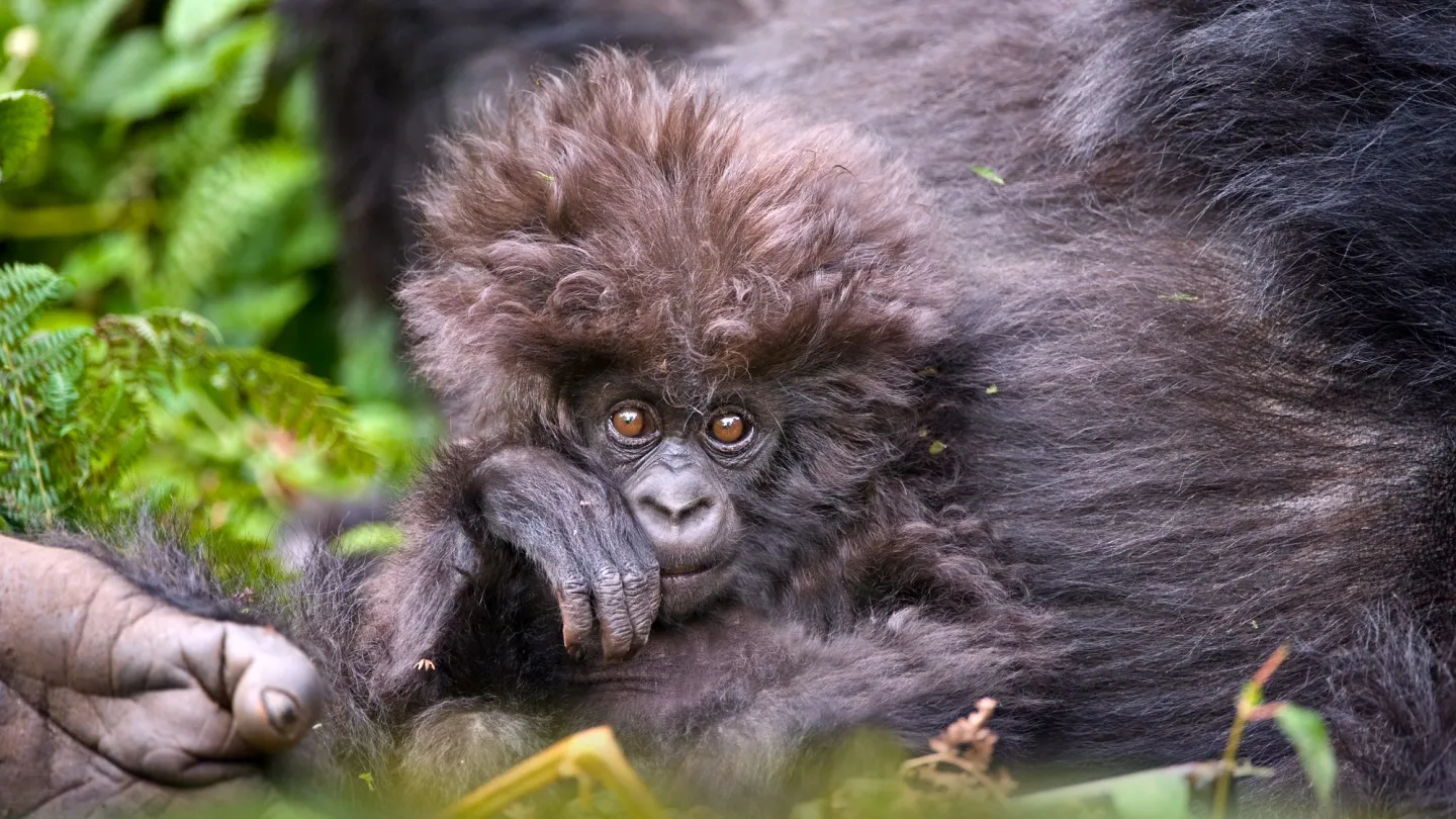 Giovane gorilla di montagna in Ruanda