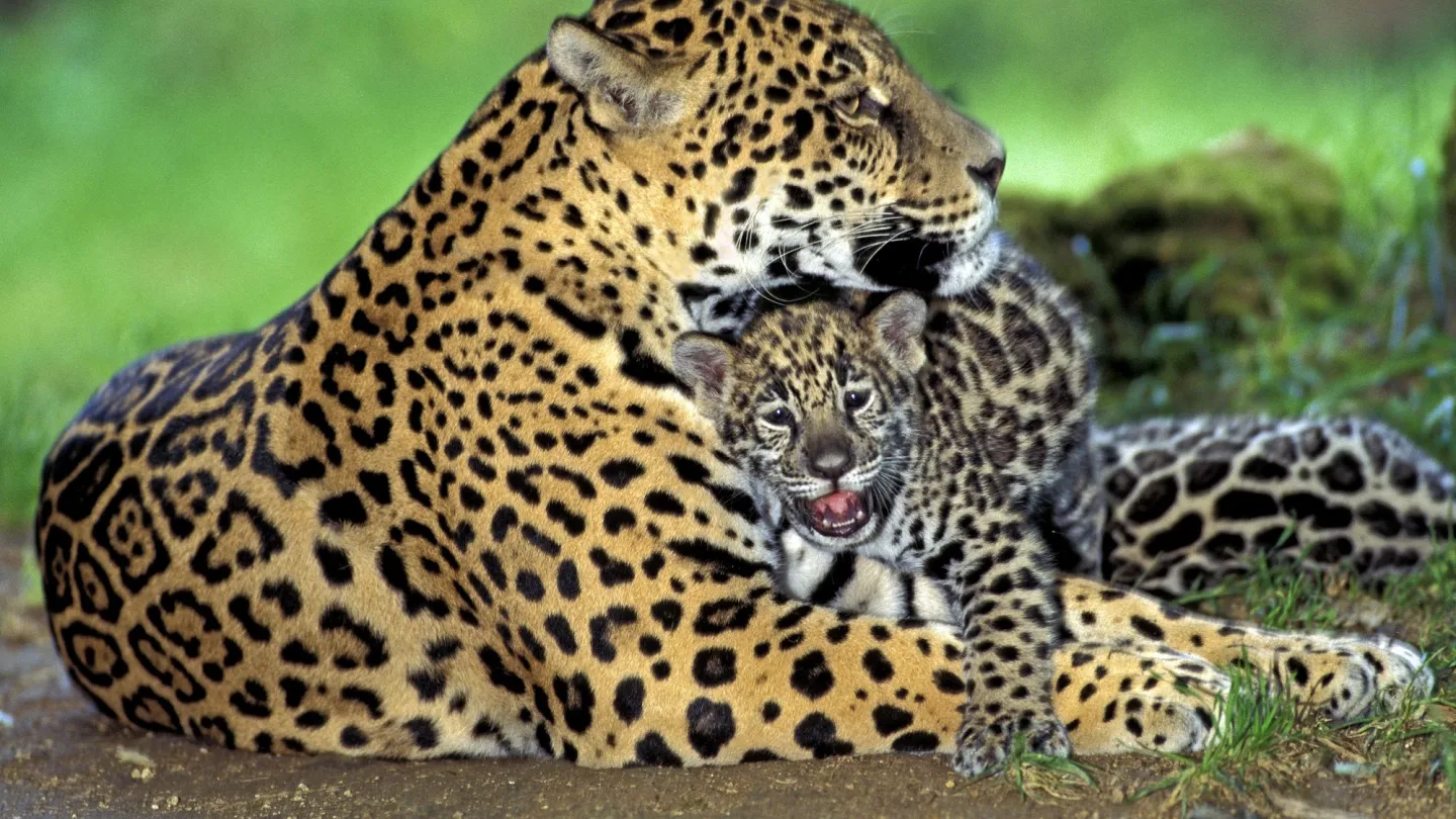 madre Jaguar con il cub