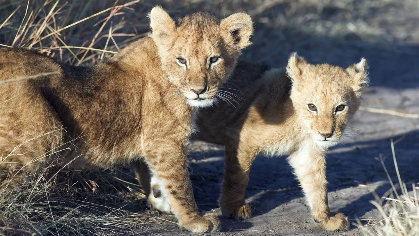 cuccioli di leone africano (Panthera leo), Masai Mara National Reserve, Kenya