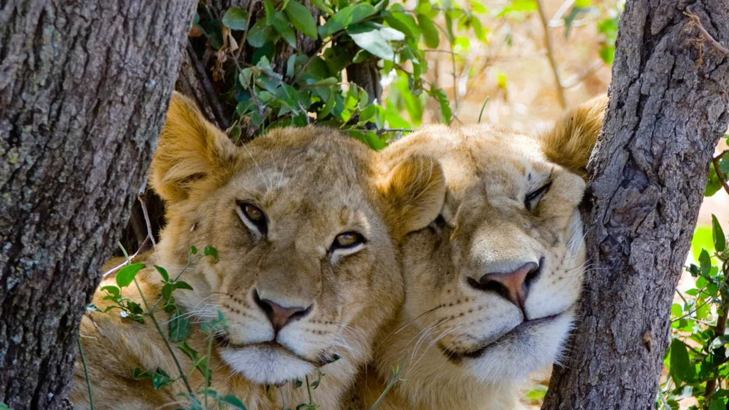 Löwenweibchen mit Jungtier.