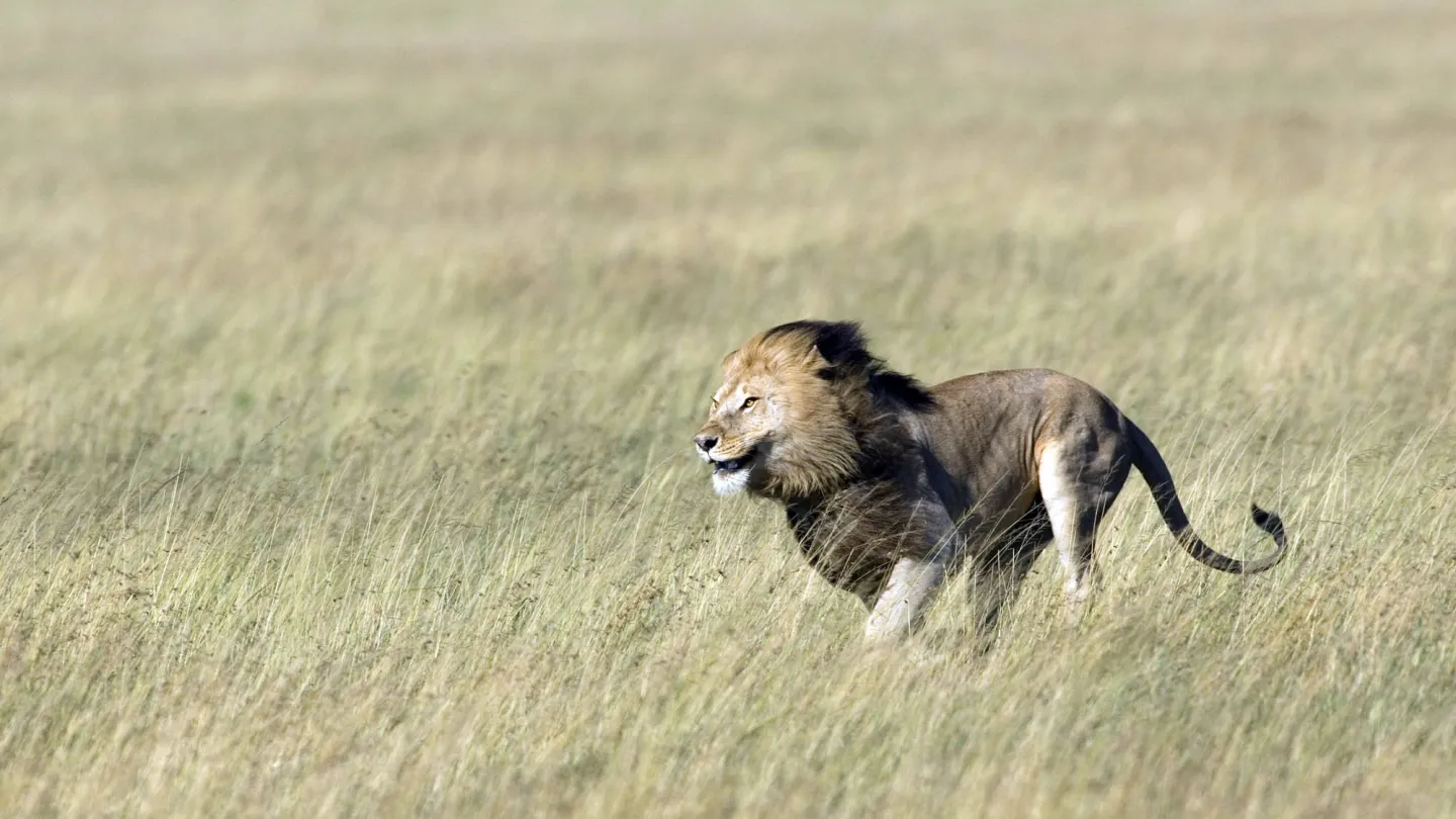 leone attraversa steppa in Tanzania