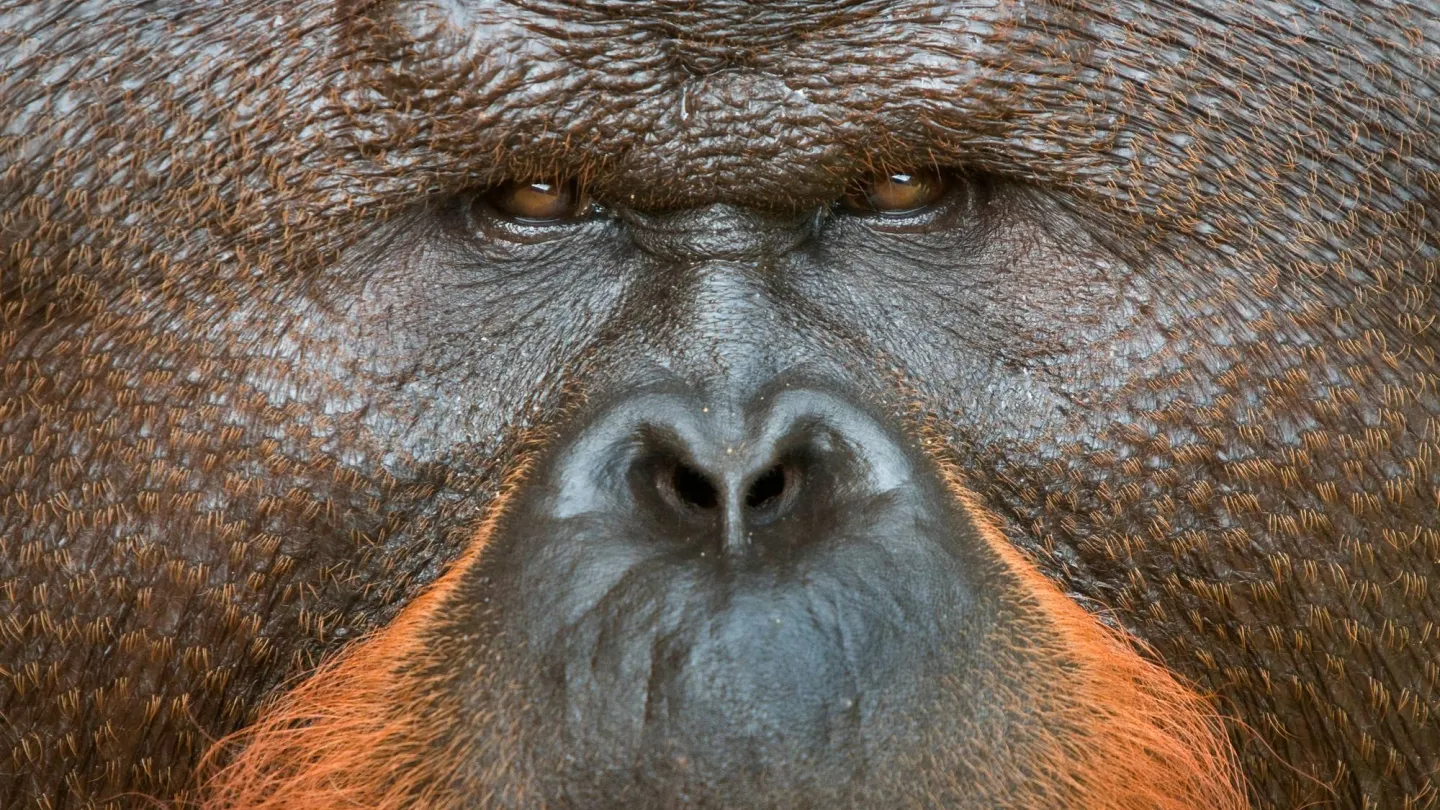 Orang utan (Pongo pygmaeus) close up face portrait of dominant male