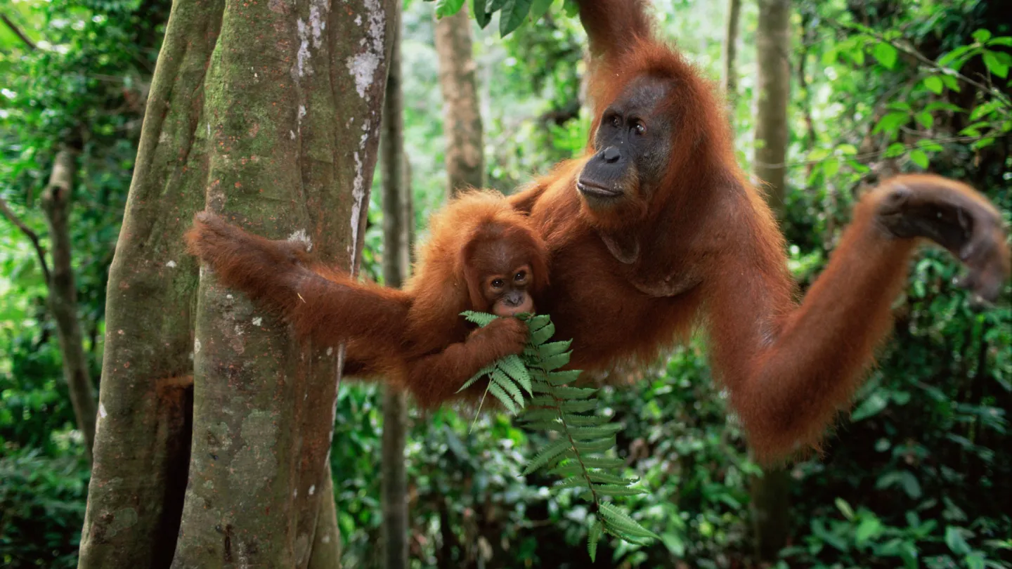 Orang-Utan mit Baby