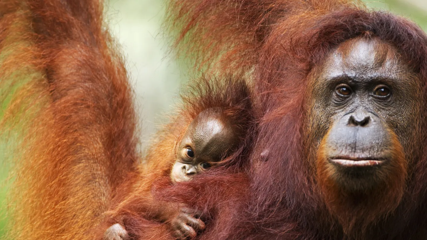 Orang-Utan mit Baby