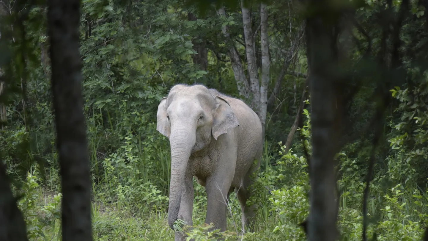 Elefante asiatico nel parco nazionale Kui Buri in Thailandia