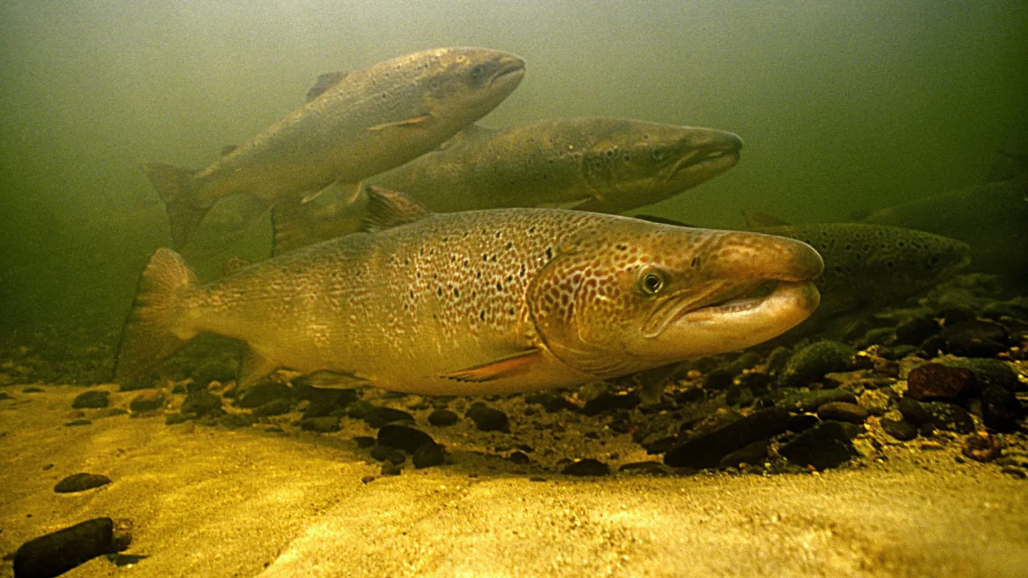 salmone atlantico nel fiume Miramichi