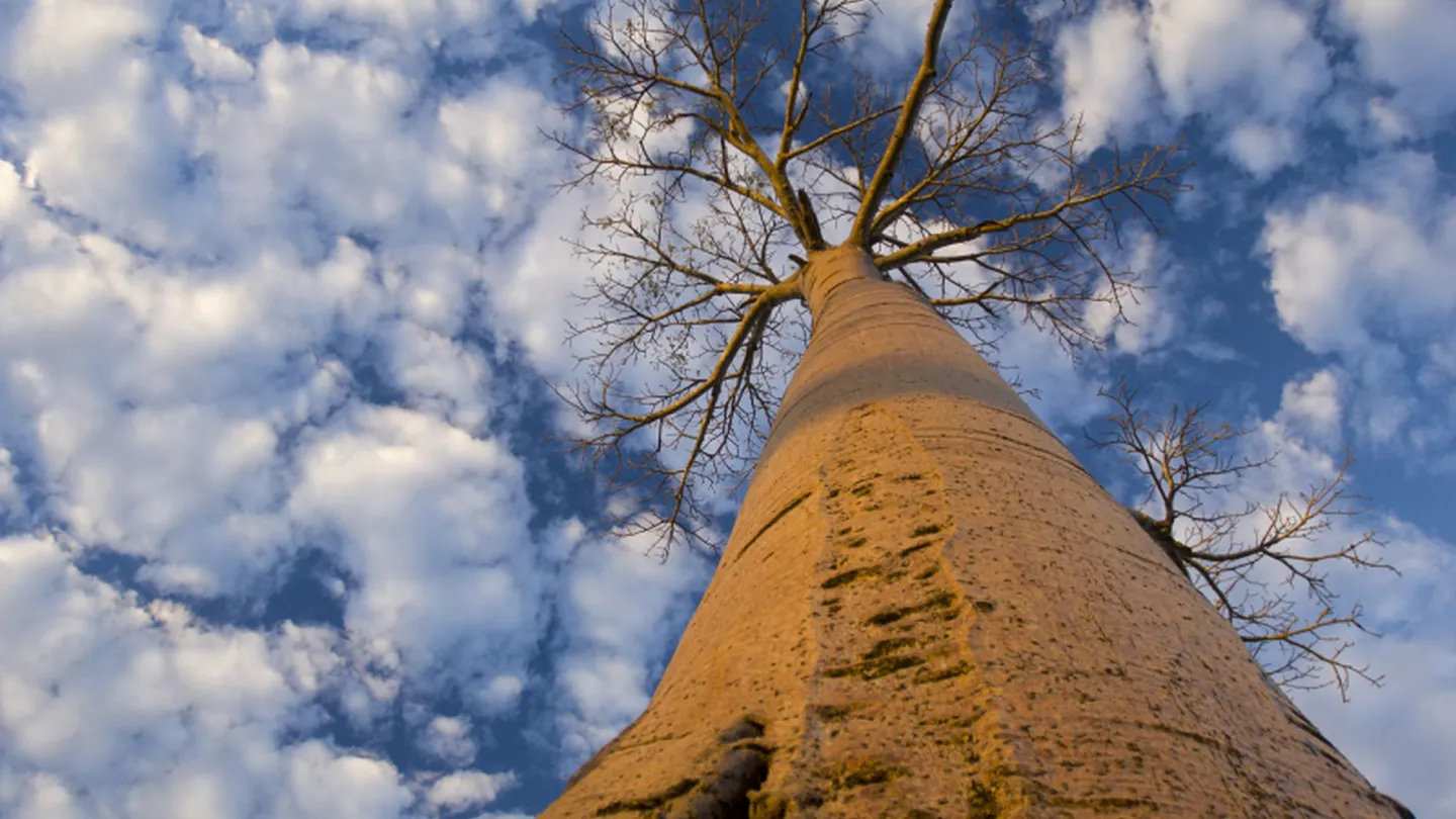 baobab à Madagascar