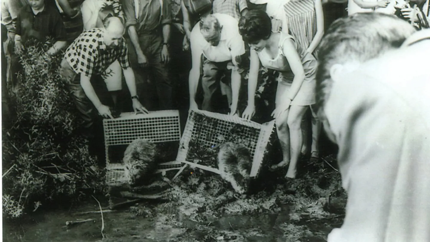 Biberaussetzung im Jahr 1968