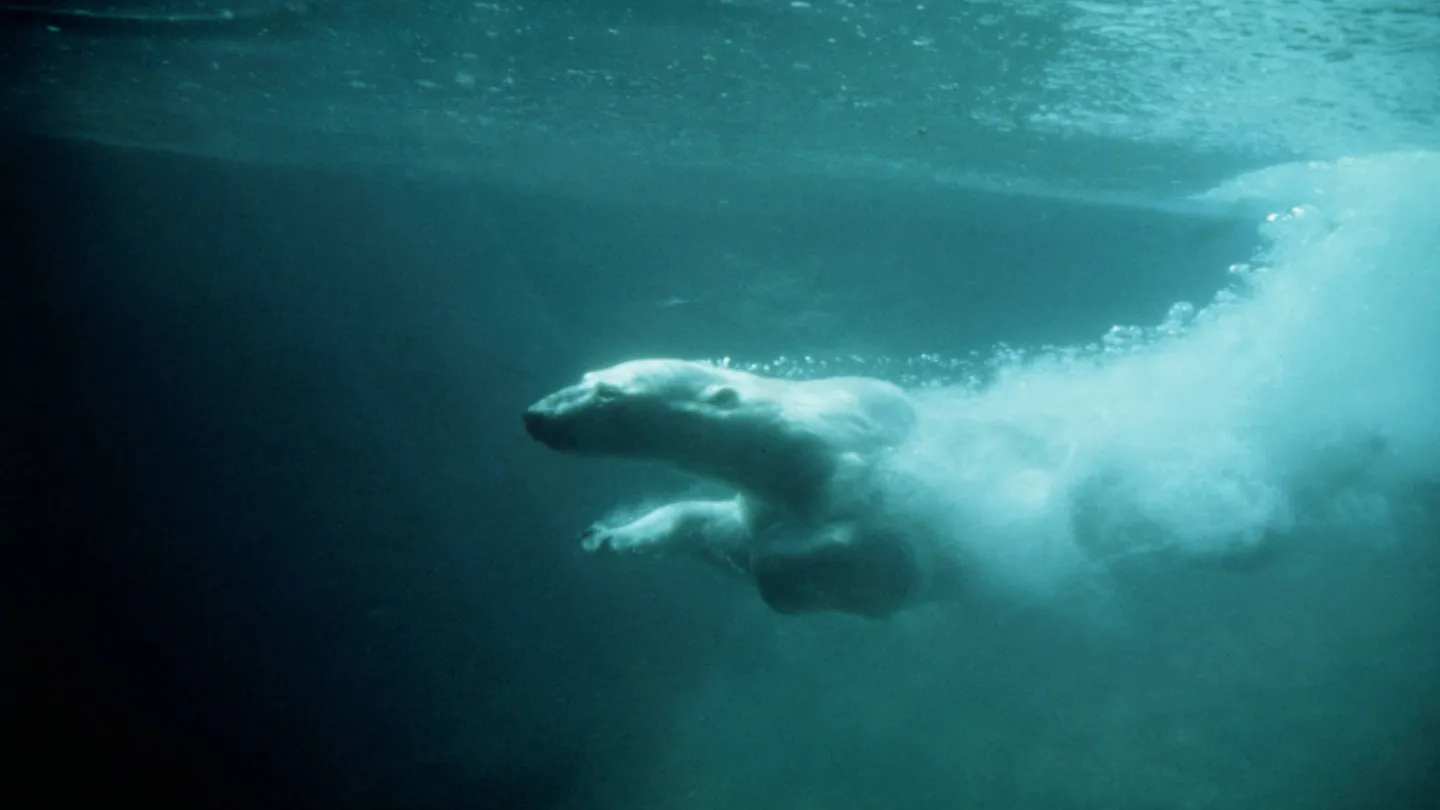 ours polaire sous l'eau