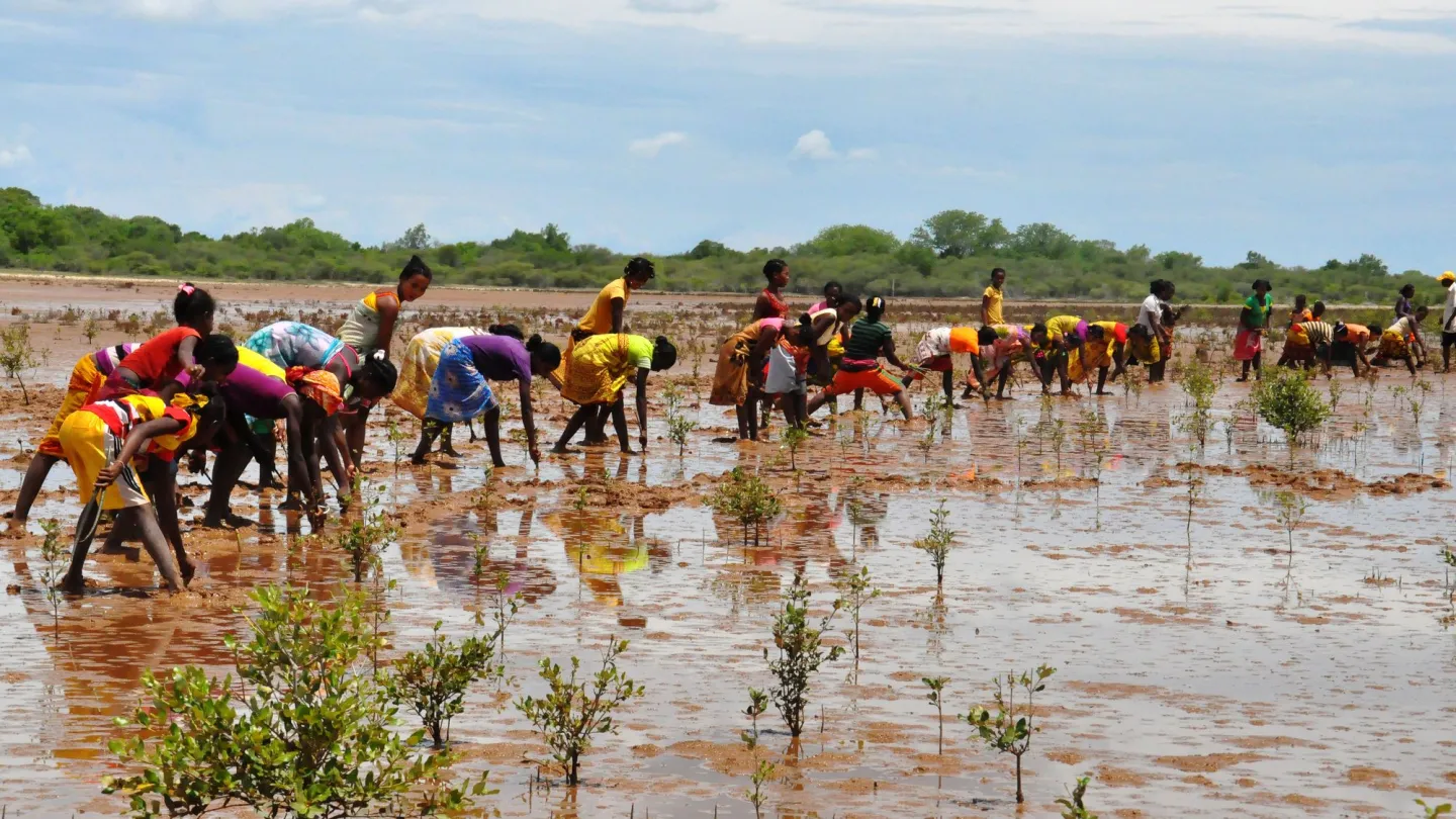 le reboisement de la mangrove à Madagascar