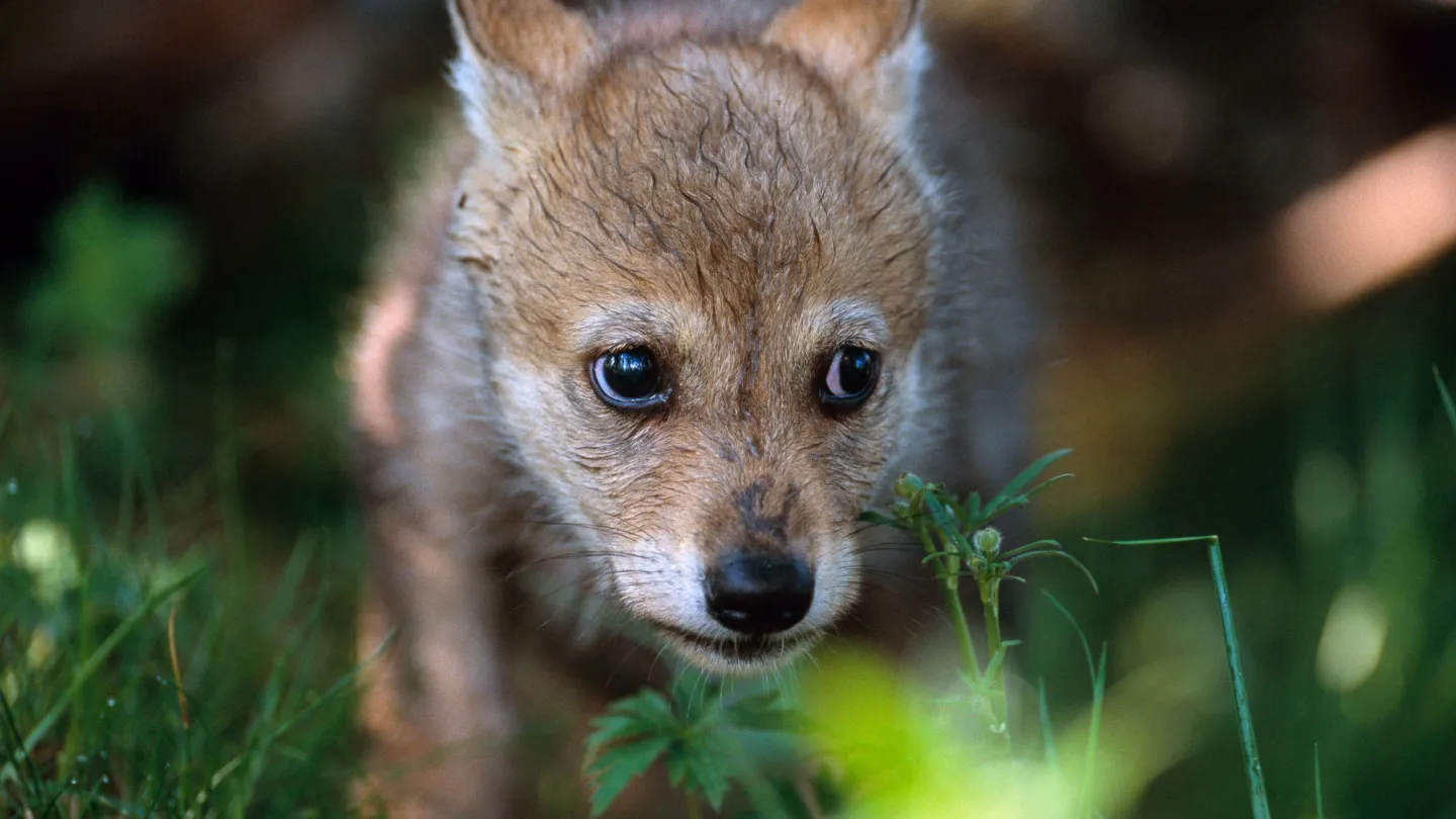 Jeune loup dans le zoo norvégien