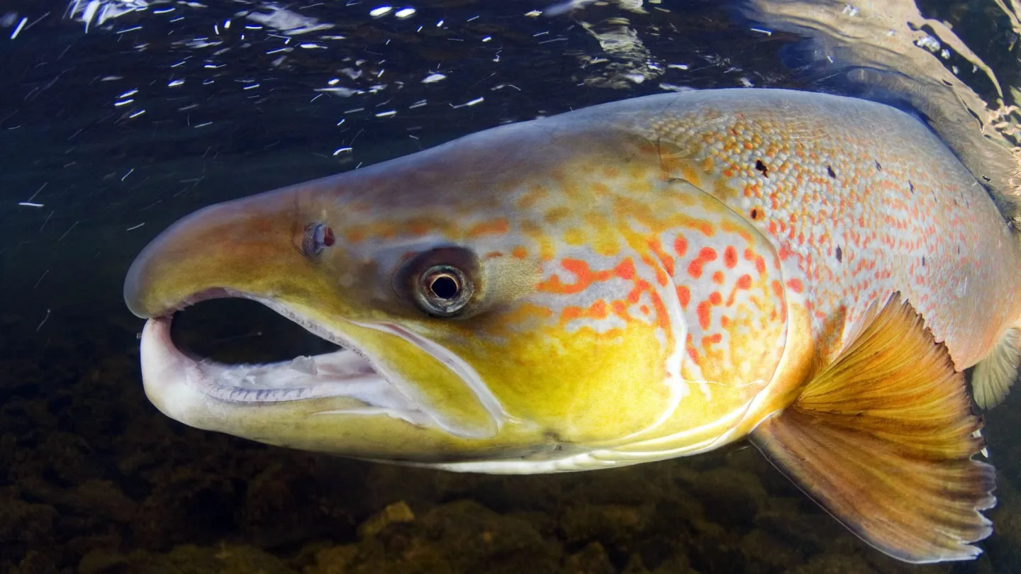 salmone atlantico in Norvegia