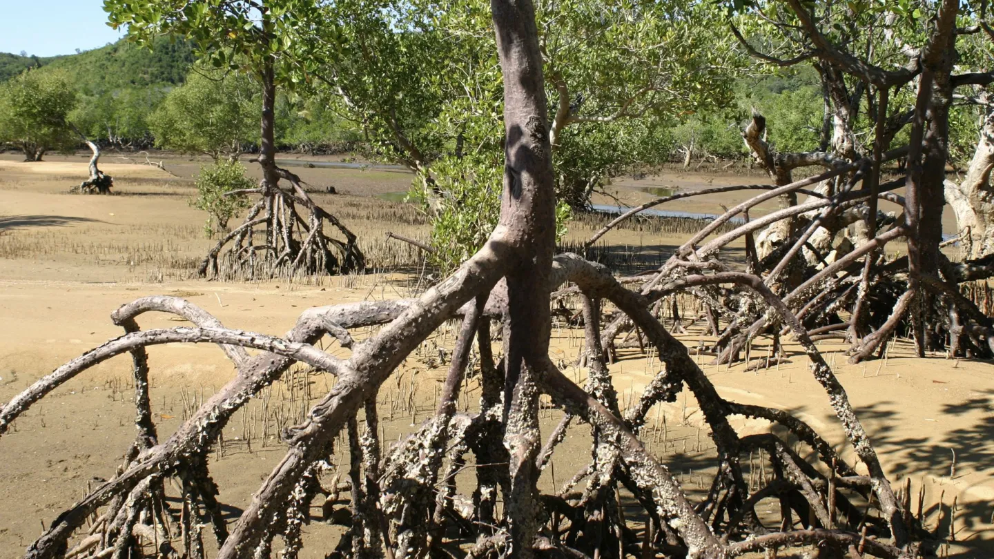 Mangroves à marée basse à Madagascar