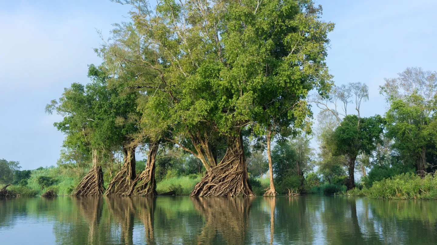 Mekong Fluss mit Bäumen