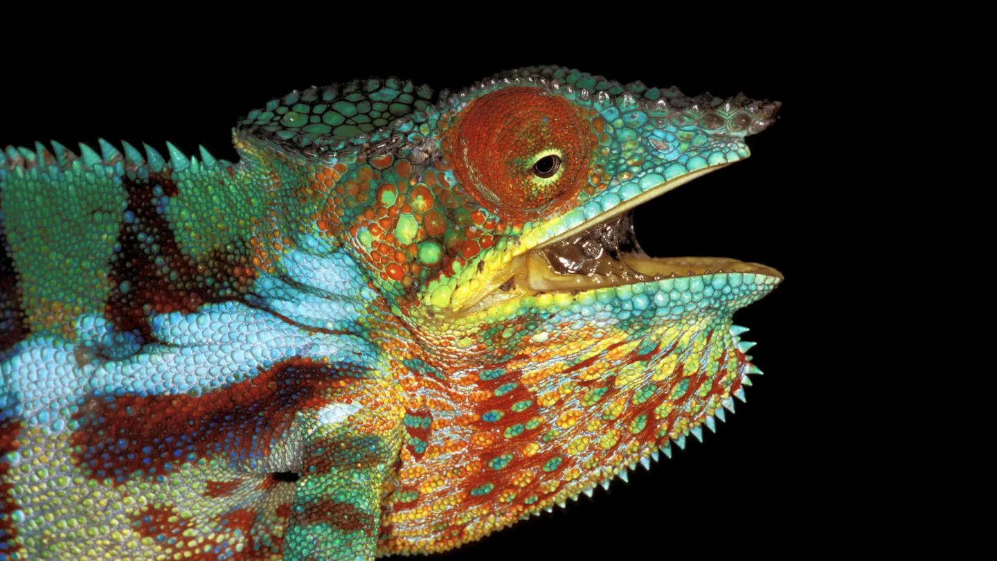 Caméléon Panter dans Analamazaotra Special Reserve, Madagascar