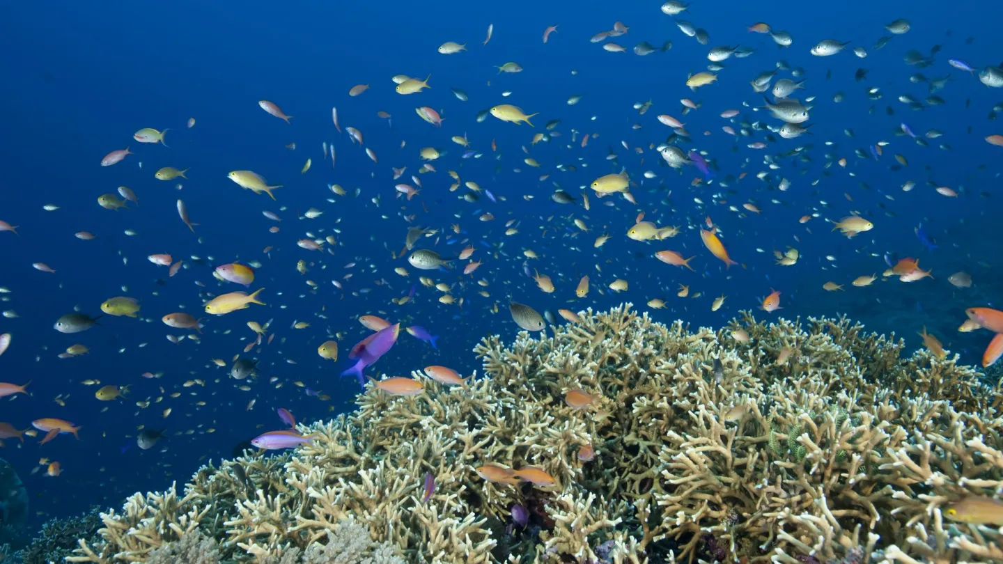 Les poissons et les récifs coralliens aux Philippines en Tabbataha