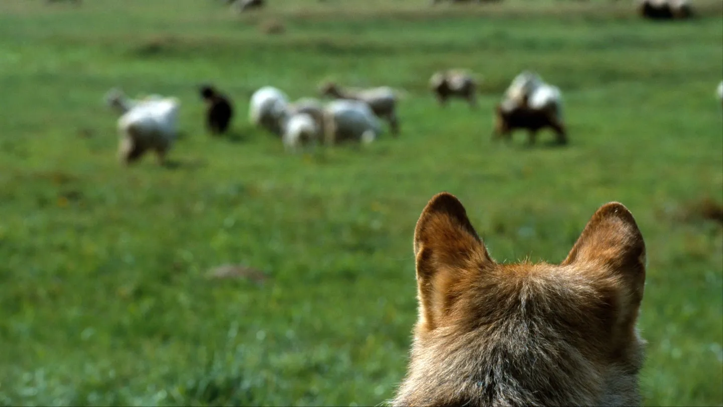 Wolf beobachtet eine Schafsherde
