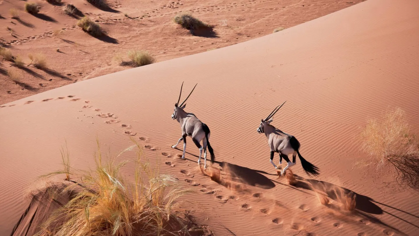 Zwei Spiessböcke in der Namib-Wüste