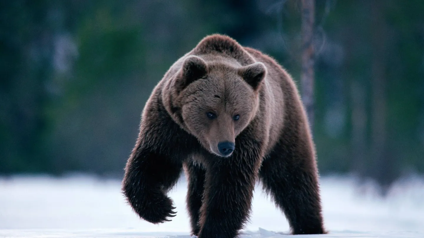 orso bruno europeo nella neve