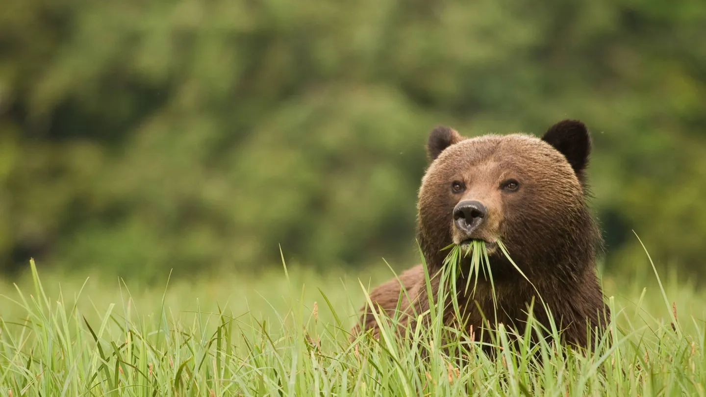 Orso bruno che mangia erba