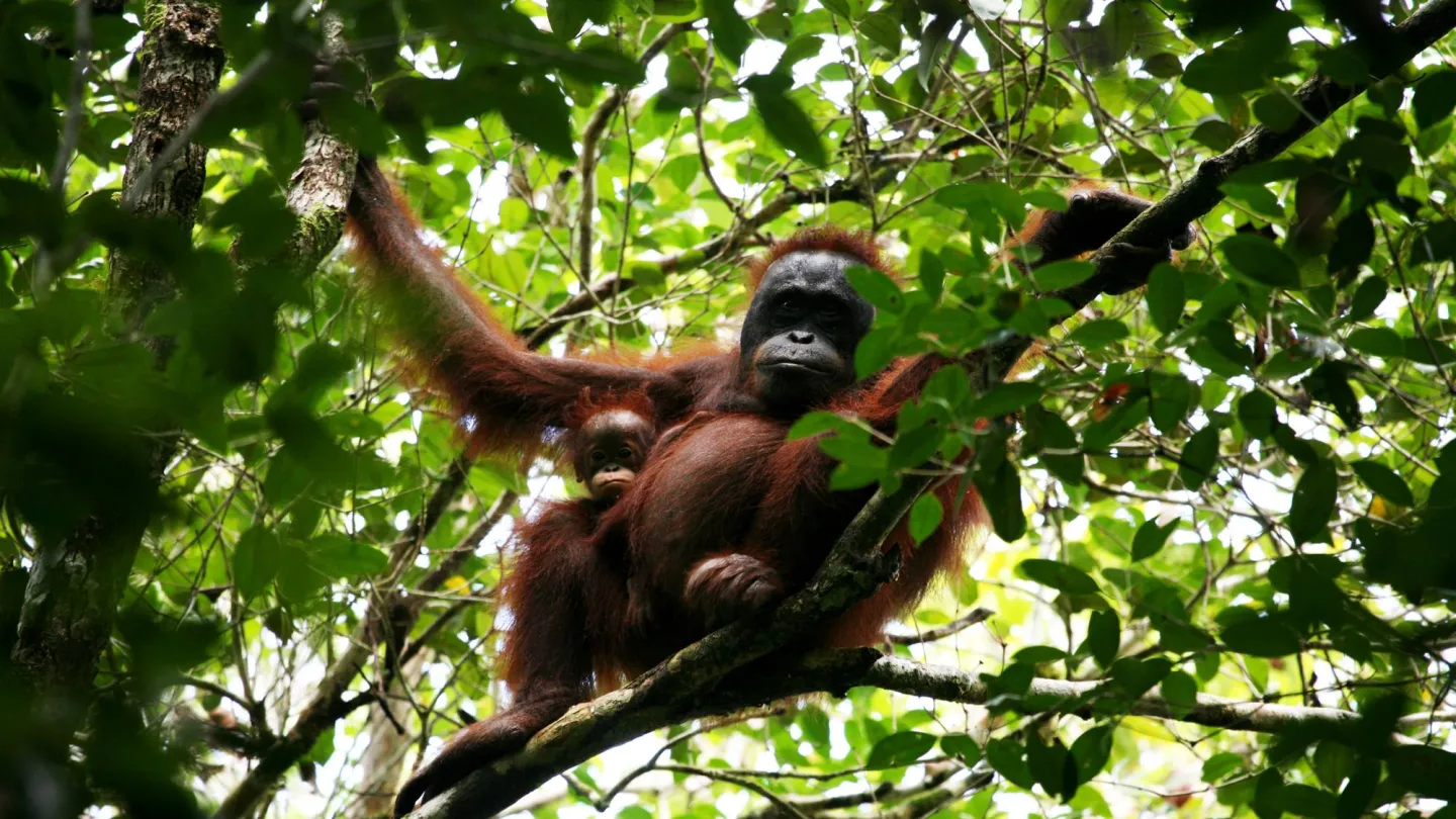 Orang-Utan Mutter mit Jungem