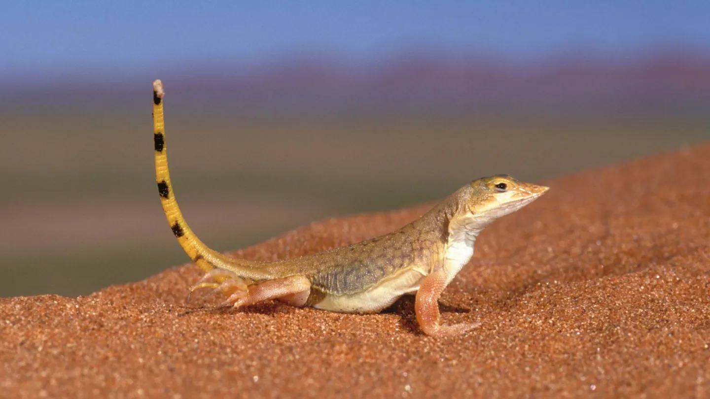 Sandechse (Aporosaura anchietae)