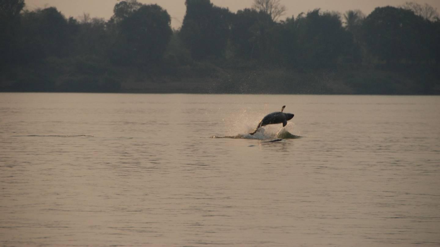 dauphin de l'Irrawaddy dans le fleuve du Mékong près de la frontière du Laos
