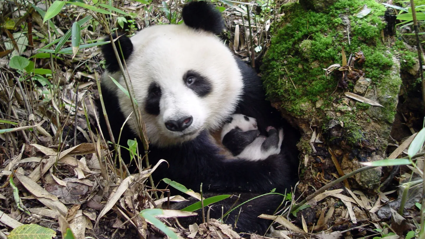 Panda Madre con cucciolo