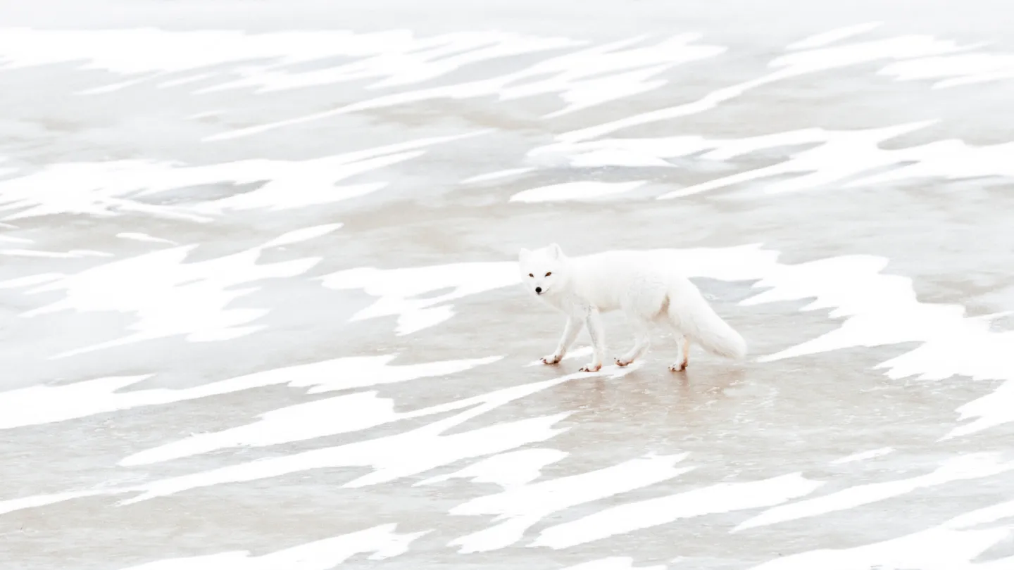 volpe artica su un lago ghiacciato, Canada
